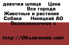девочка шпица  › Цена ­ 40 000 - Все города Животные и растения » Собаки   . Ненецкий АО,Великовисочное с.